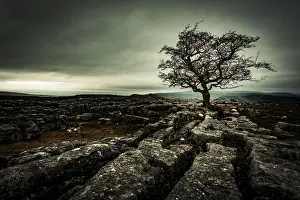 Natural Reserve Landscape Photo Drucke: Bald tree on rocky ground with dramatic cloud sky