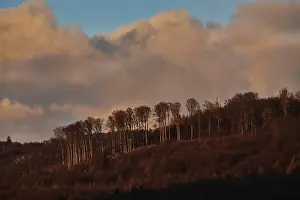 Atmospheric Winter Photography Drucke: Bald trees in winter at sunset with clouds on the sky