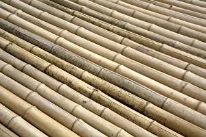Ornamental Plants Drucke: Bamboo