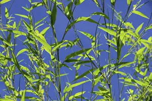 Nature Photography Drucke: Bamboo, bamboo