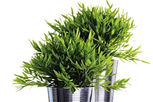 Leafy Indoor Plants Drucke: Bamboo (Bambuseae)