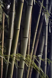 Asia Nature Photography Drucke: Bamboo forest