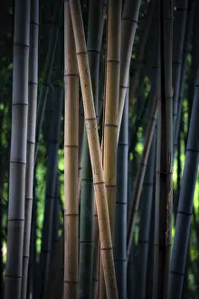 Bamboo Forest Landscape Photography Drucke: Bamboo forest
