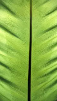 Colourful Nature Scene Drucke: Banana leaf