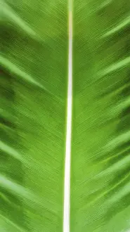 Green Leaves Drucke: Banana leaf