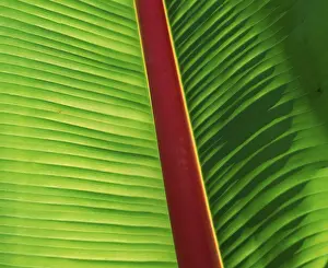 Detailed Plant Structure Drucke: Banana leaf