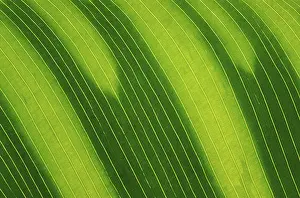 Nature Macro Shots Drucke: Banana leaf macro