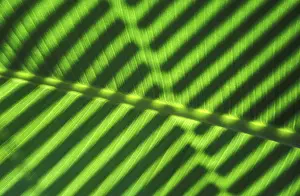 Macro Banana Leaf Drucke: Banana leaf macro
