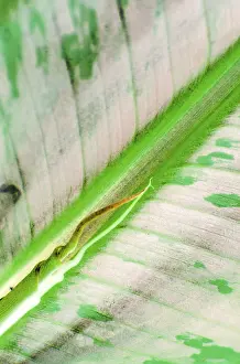 Macro Banana Leaf Drucke: Banana leaf macro