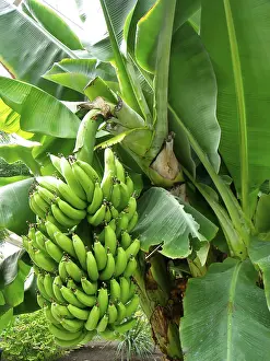 Banana Tree Drucke: Banana tree