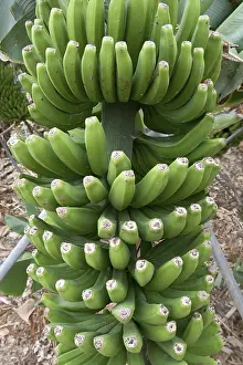 Agricultural Plantation Drucke: Banana tree