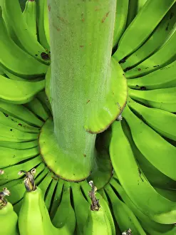 Banana Tree Drucke: Banana tree on a tree