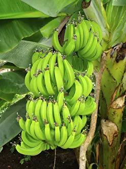 Banana Tree Drucke: Banana tree on a tree