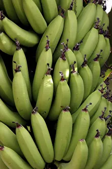 Empty Orchard Scene Drucke: Bananas