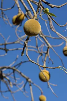 African Baobab Drucke: Baobab fruit