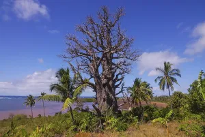 Drucke von Baobabbaum (Adansonia digitata), Grande Comore, Komoren Komoren Drucke: Baobabbaum (Adansonia digitata)