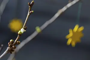 Saint Barbara Art Drucke: Barbara branches have blossomed