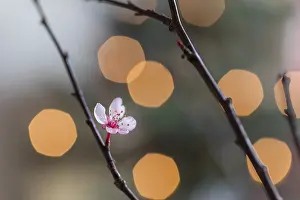 Saint Barbara Art Drucke: Barbara branches have blossomed