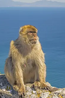 Catarrhine Primate Photos Drucke: Barbary Apes (Macaca sylvanus) Upper Rock