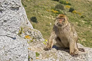 Old World Monkey Habitat Drucke: Barbary Apes (Macaca sylvanus) Upper Rock