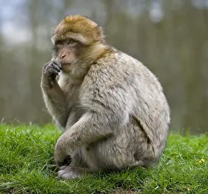 British Wildlife Animals Drucke: Barbary Macaque (Macaca sylvanus)
