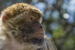 Gerahmter Druck : Barbary-Afrikanischer Affe (Macaca sylvanus) Gerahmter Druck : Barbary-Afrikanischer Affe (Macaca sylvanus)