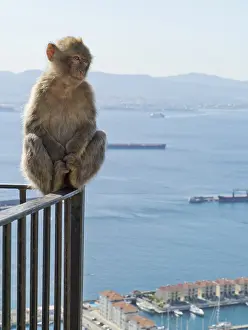 Gerahmter Druck : Barbary-Afrikaanse Meerkat (Macaca sylvanus)
