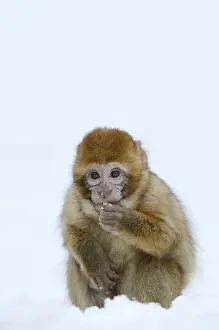 Macaca Sylvanus Drucke: Barbary macaque or magot (Macaca sylvanus)