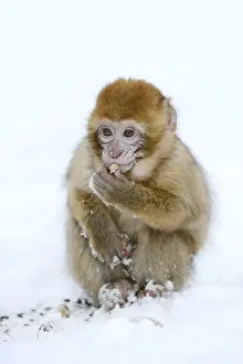 Barbary Macaque Drucke: Barbary macaque or magot (Macaca sylvanus)