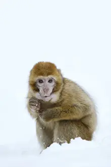 Barbary Macaque Drucke: Barbary macaque or magot (Macaca sylvanus)