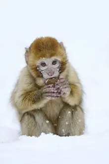 Barbary Macaque Drucke: Barbary macaque or magot (Macaca sylvanus)