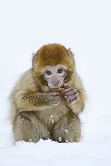 Barbary Macaque Drucke: Barbary macaque or magot (Macaca sylvanus)