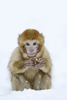 Barbary Macaque Drucke: Barbary macaque or magot (Macaca sylvanus)
