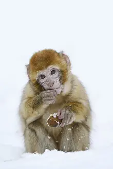 Wild Animal In Winter Drucke: Barbary macaque or magot (Macaca sylvanus)