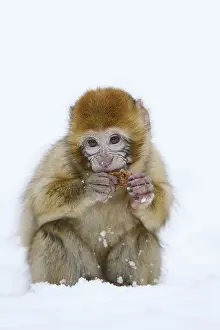 Barbary Macaque Drucke: Barbary macaque or magot (Macaca sylvanus)