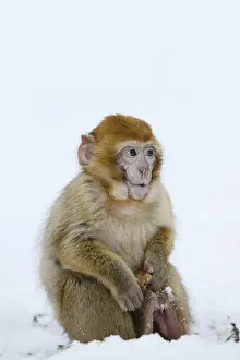 Barbary Macaque Drucke: Barbary macaque or magot (Macaca sylvanus)