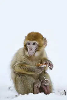 Barbary Macaque Drucke: Barbary macaque or magot (Macaca sylvanus)