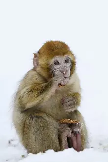 Endangered Monkey Species Drucke: Barbary macaque or magot (Macaca sylvanus)