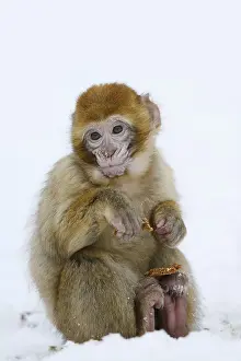 Barbary Macaque Drucke: Barbary macaque or magot (Macaca sylvanus)