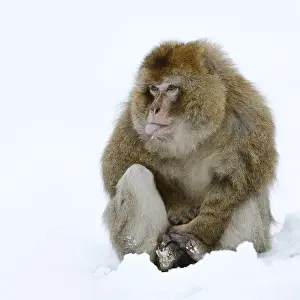 Barbary Macaque Drucke: Barbary macaque or magot (Macaca sylvanus)