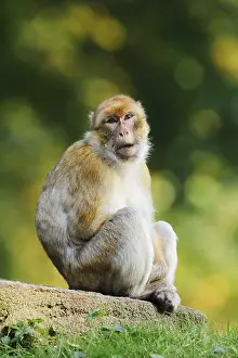 Barbary Macaque Drucke: Barbary macaque or magot (Macaca sylvanus)