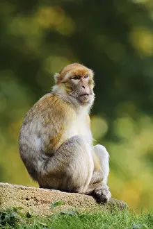 Barbary Macaque Drucke: Barbary macaque or magot (Macaca sylvanus)