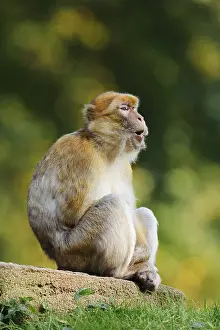 Barbary Macaque Drucke: Barbary macaque or magot (Macaca sylvanus)