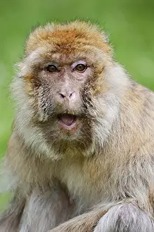 African Wildlife Drucke: Barbary macaque or magot (Macaca sylvanus)