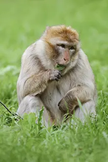 Barbary Macaque Drucke: Barbary macaque or magot (Macaca sylvanus) sits in a meadow and eats