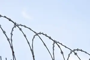 Captive Animal Images Drucke: Barbed wire