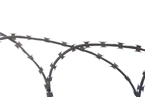 Captive Animal Drucke: Barbed wire