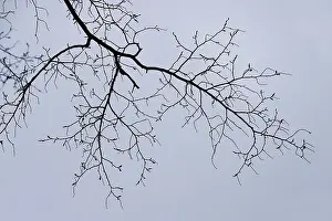 Deserted Forest Europe Drucke: Bare branches, autumn, Germany