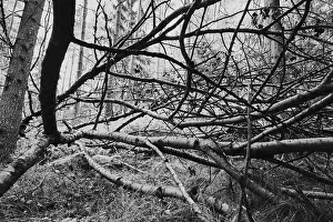 Black And White Nature Images Drucke: Bare branches, black and white