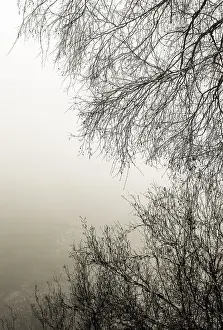 Salzkammergut Lake Scenery Drucke: Bare branches of a tree reflected in the water in fog